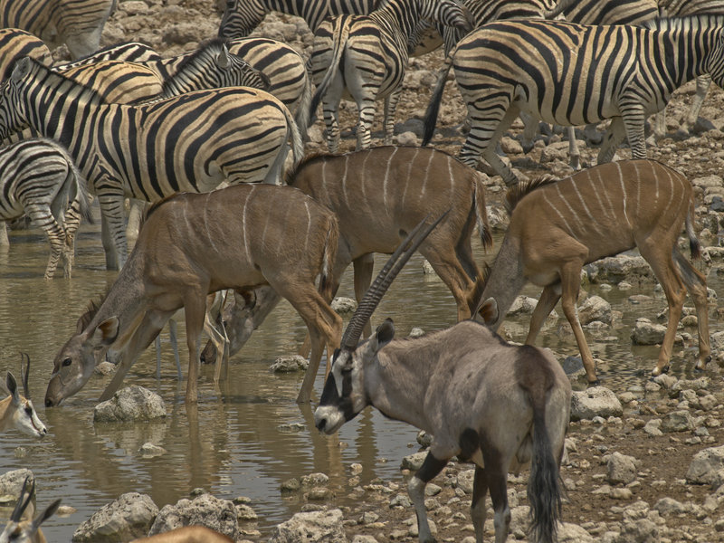 Okaukuejo, Zebra, Kudu, Oryx